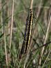 Calophasia sp.